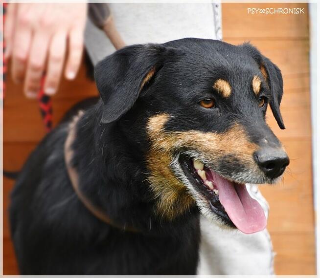 Żbik – młody, ciekawski psiak będzie wspaniałym przyjacielem