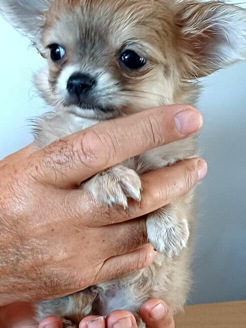 Bardzo Mała Chihuahua