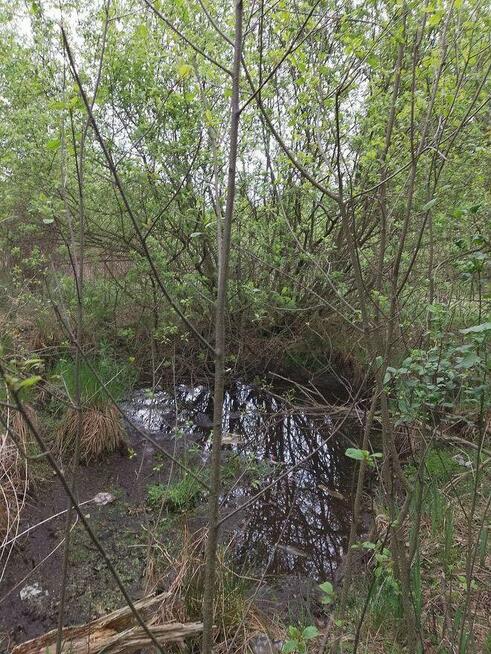 Duży, bardzo ładny teren przy Puszczy Kampinoskiej