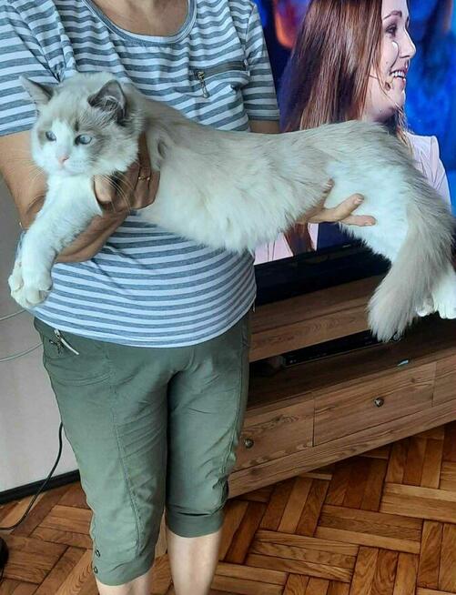 Hodowla kotow Ragdoll FPL/FIFE.