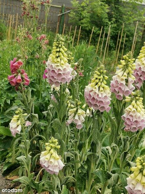 Urokliwy dom z fotowoltaiką i przestronnym ogrodem