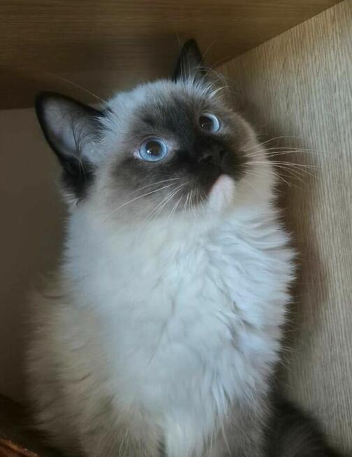 Ragdoll wystawowo-hodowlany