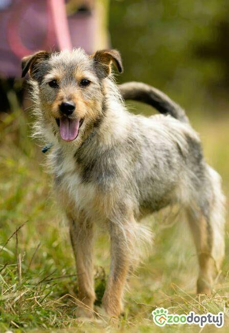 RADZIA - delikatna, wrażliwa sunia PILNIE szuka domu