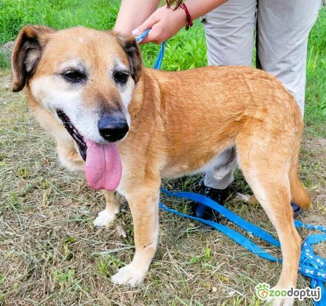 WICIO - kochany psiak szuka najlepszego domu