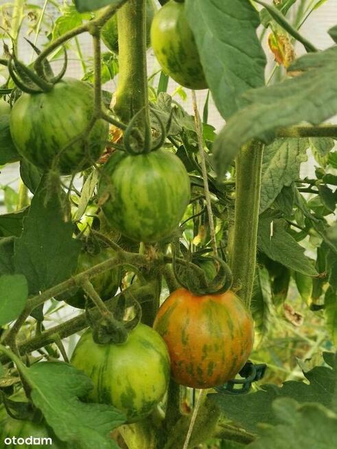 Urokliwy dom z fotowoltaiką i przestronnym ogrodem