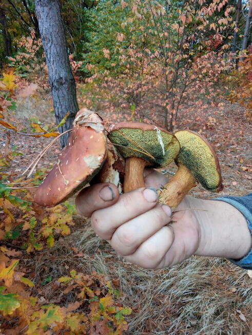 Sprzedam działkę Jesionowiec koło Wielbarka