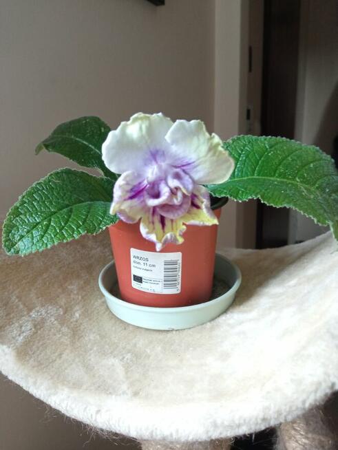 Skrętniki -piękne kwiaty