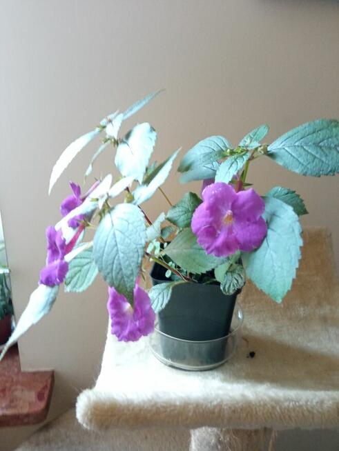 Oxalisy stale kwitnące i inne ...