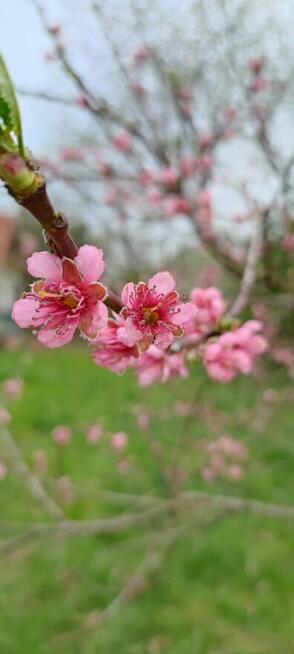 Złota Rączka dom/ogród