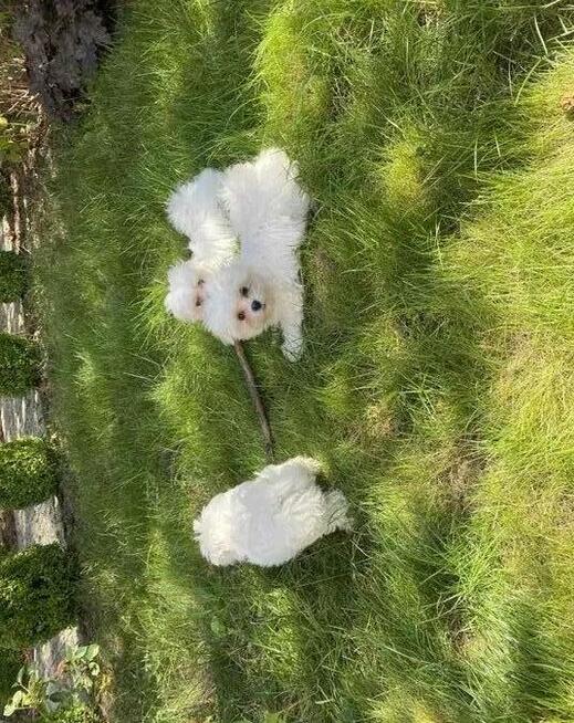 Szczeniaczki FCI ZKwP oddział w Warszawie