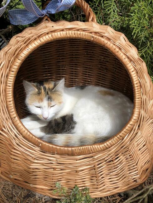 Zaginęła kotka w miejscowości Tomczyn