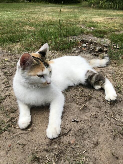 Zaginęła kotka w miejscowości Tomczyn