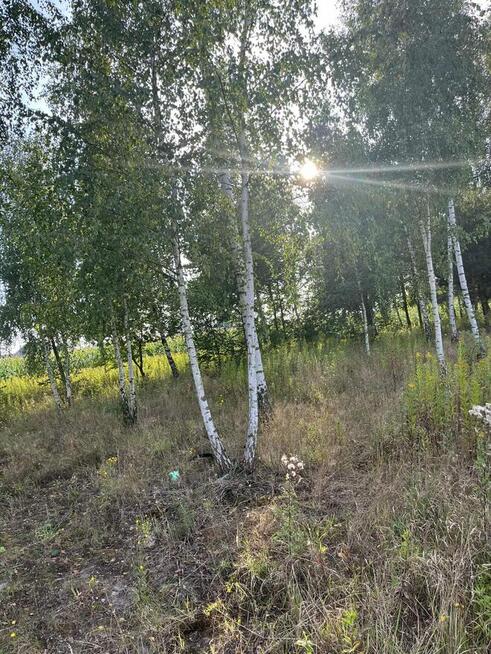 Działki budowlane w otulinie lasów przy drodze asfaltowej