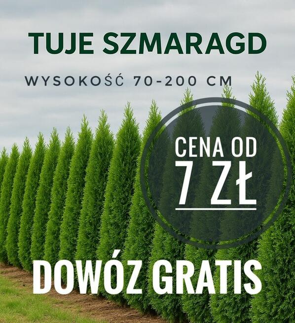 Tuje szmaragd