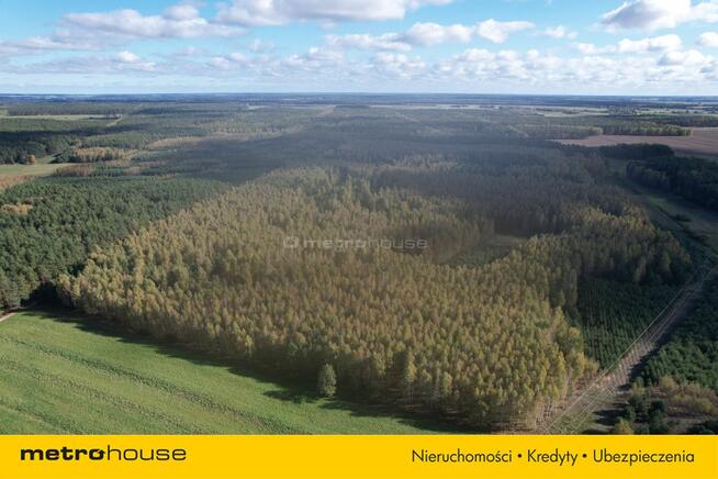 Las 13ha, duży areał w jednym kawałku - Klonownica