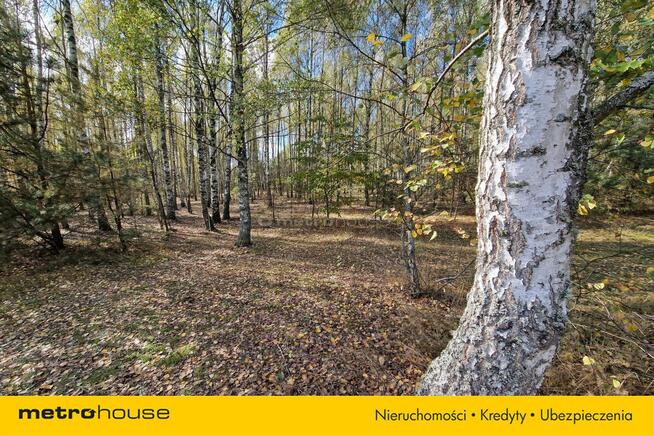 Las 13ha, duży areał w jednym kawałku - Klonownica