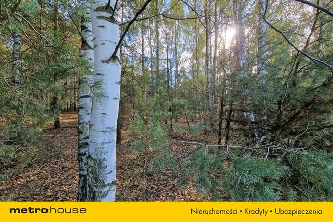 Las 13ha, duży areał w jednym kawałku - Klonownica