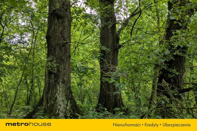 Zabytkowy Park Pałacowy/Dworski z XIX w. - 7.27ha