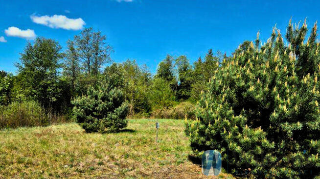 Działka siedliskowa Zambski Kościelne gm. Obryte,