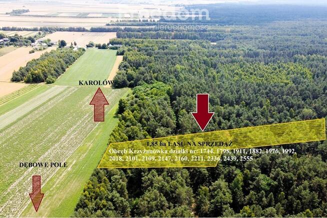 Las 1.85 ha Krzyżanówka - sosna, budulec