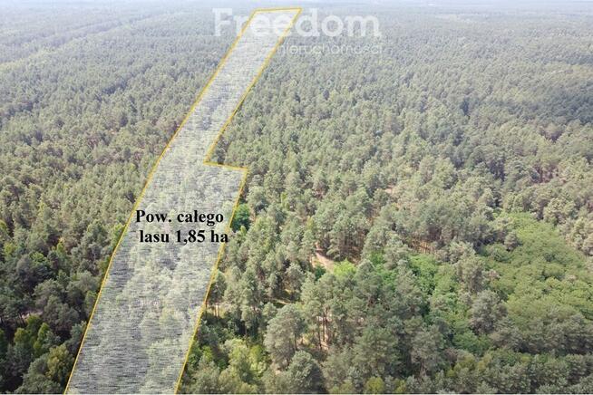 Las 1.85 ha Krzyżanówka - sosna, budulec