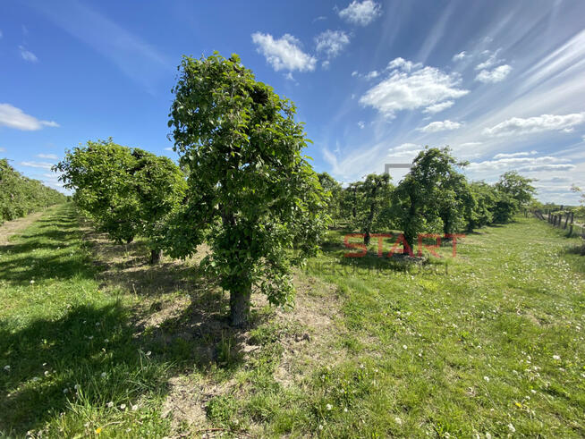 Działka budowlana Michrów gm. Pniewy,