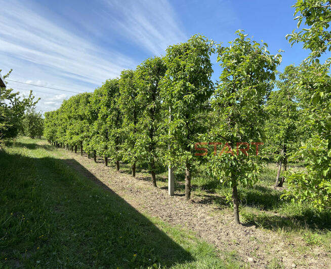 Działka budowlana Michrów gm. Pniewy,