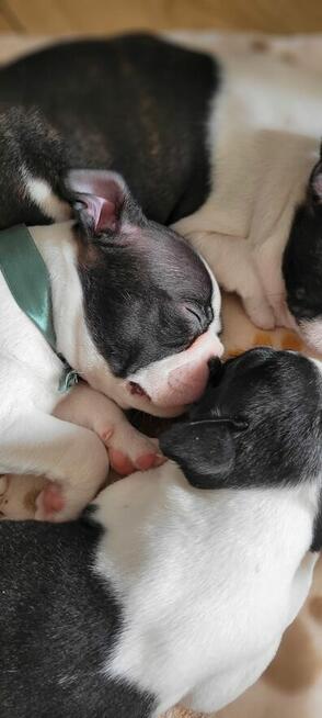 Boston terrier szczenięta