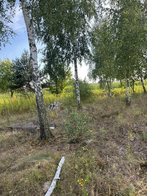 Działki budowlane w otulinie lasów przy drodze asfaltowej