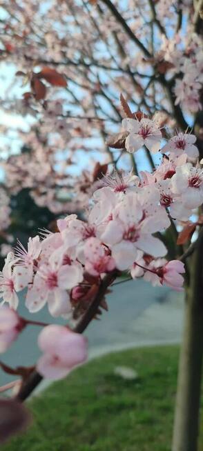 Złota Rączka dom/ogród