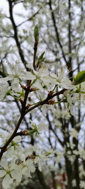 Złota Rączka dom/ogród