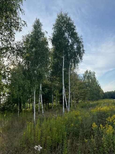Duża działka z warunkami zabudowy na 5 domów w otulinie lasó