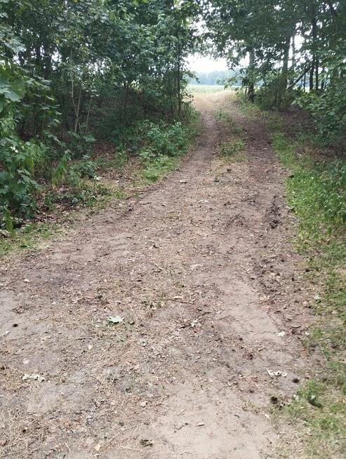 sprzedam działkę 2,80ha w miejscowości Chotynia