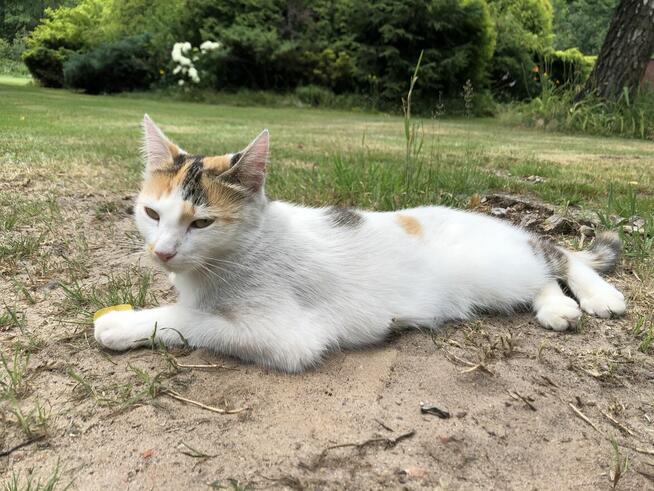 Zaginęła kotka w miejscowości Tomczyn