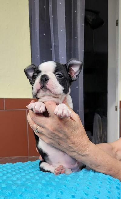 Boston terrier szczenięta