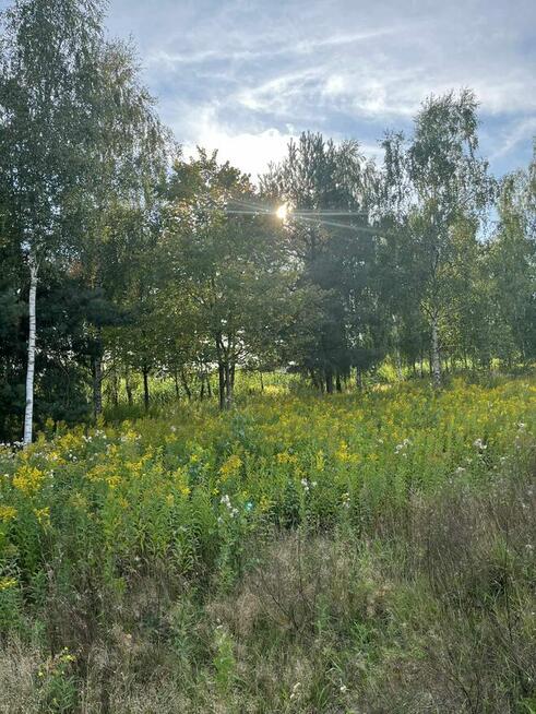 Działki budowlane w otulinie lasów przy drodze asfaltowej