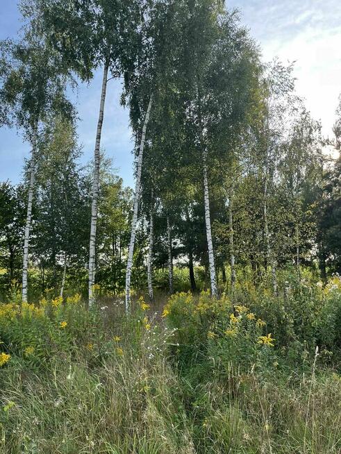Duża działka z warunkami zabudowy na 5 domów w otulinie lasó