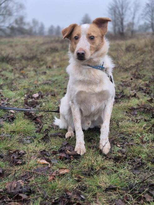 Borys - psi anioł w poszukiwaniu swojego domu!