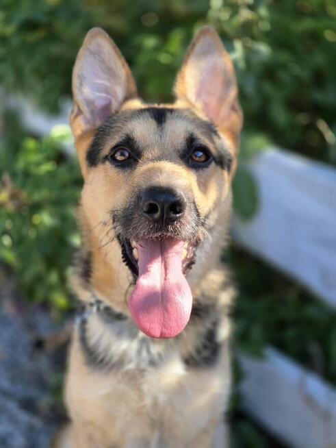 Lolo - młodziutki, wesoły psiak w typie owczarka!