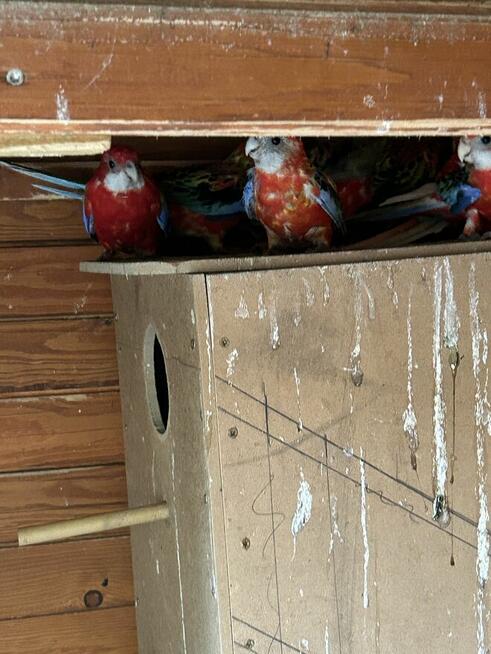 Papugi rozelle białolice