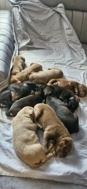 Pitbull piękny pies z rodowodem. Reproduktor. Daje liczne mi