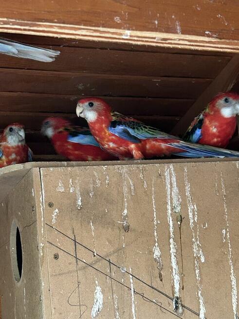 Papugi rozelle białolice