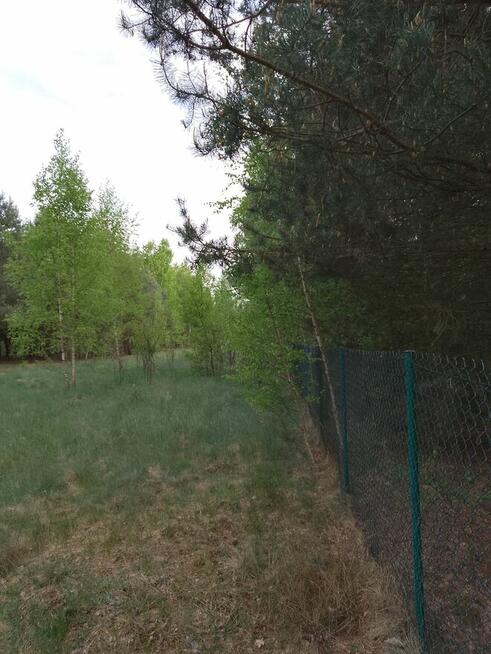 Bajeczna dzialeczka przy Kampinosie