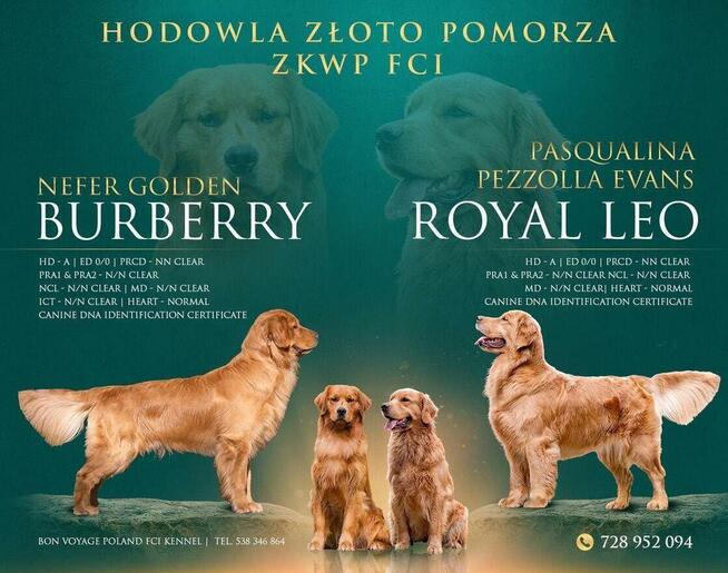 Golden Retriever linia amerykańska ZKwP FCI samiec