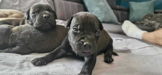 Pitbull piękny pies z rodowodem. Reproduktor. Daje liczne mi