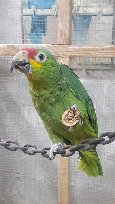 Amazonki para lęgowa modrobrewa Ptaki