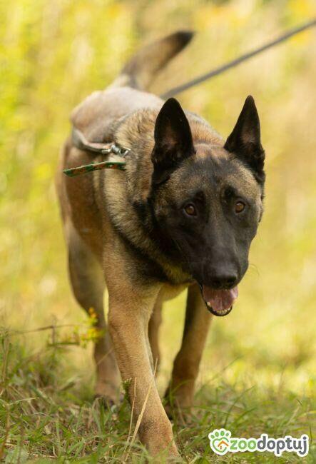 CZARNONOSY - piękny pies w typie owczarka malinois