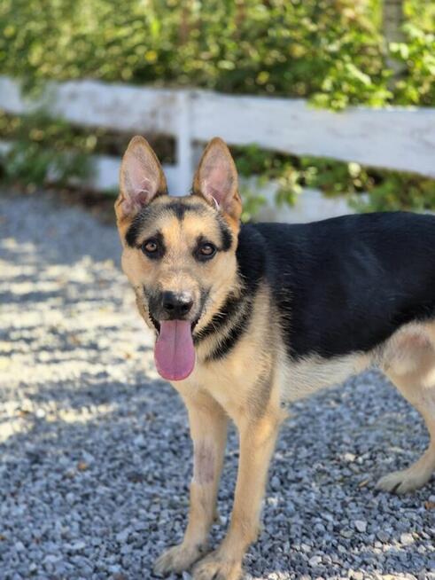 Lolo - młodziutki, wesoły psiak w typie owczarka!