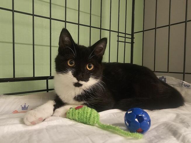 5-miesięczna Nelcia potrzebuje kochającego opiekuna