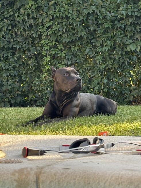 Pitbull piękny pies z rodowodem. Reproduktor. Daje liczne mi